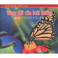 Image of Vòng đời của loài bướm